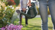 An image of a woman watering Senetti Magenta flowers with a green watering can on a sunny day. She is wearing jeans and there is a person also gardening in the background.