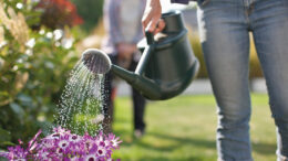 An image of a woman watering Senetti Magenta flowers with a green watering can on a sunny day. She is wearing jeans and there is a person also gardening in the background.