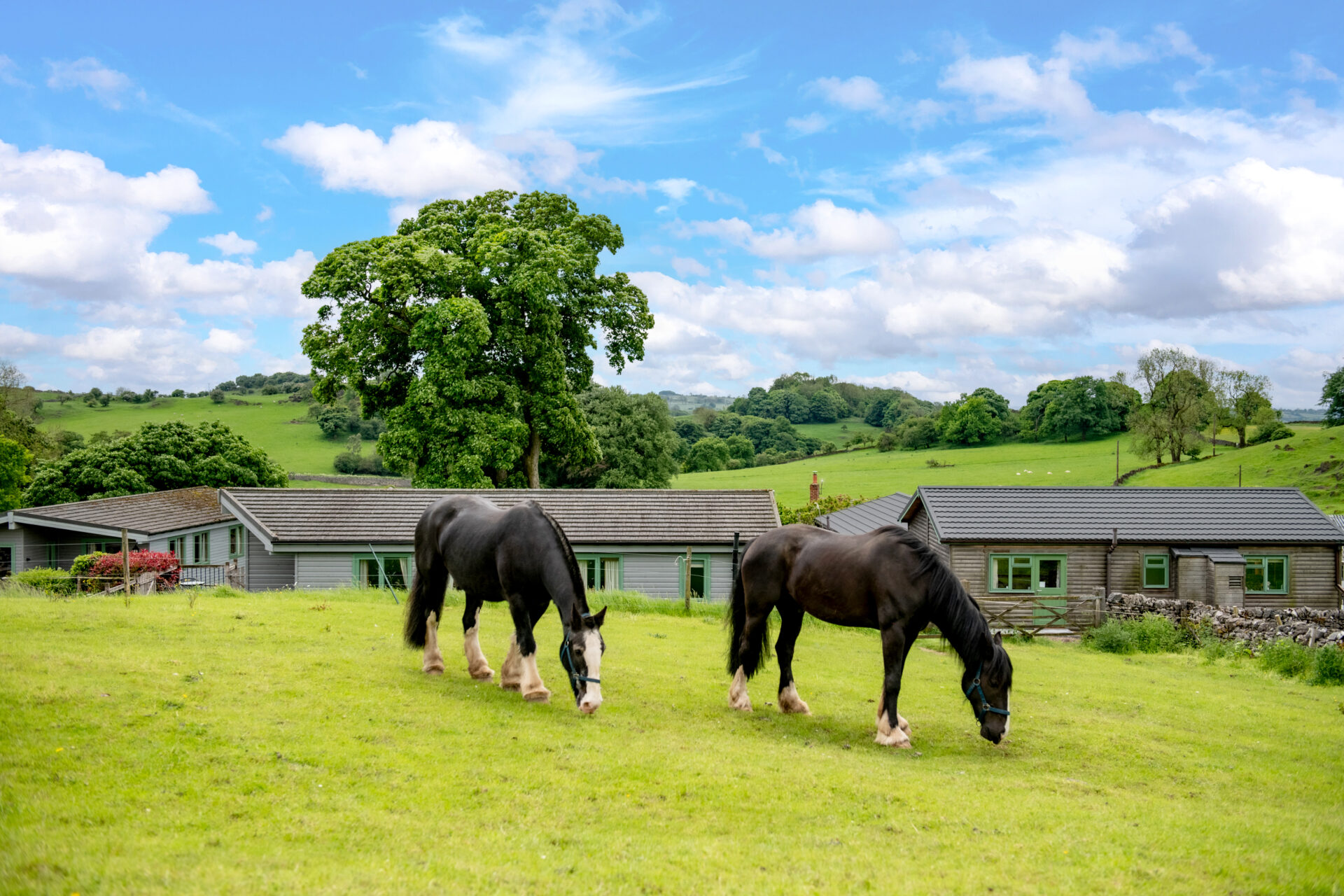 Horses Rocco and Oliver grazing in a field in front of log cabins. They are chestnut coloured with white faces and hooves.