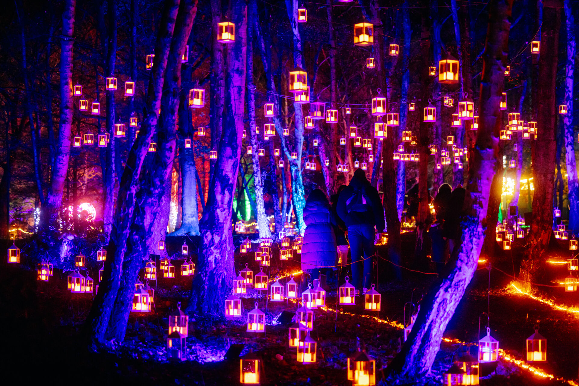 An image of a family walking along a trail in Windsor Great Park at night surrounded by colourful lights and lanterns strung between trees and on the ground.