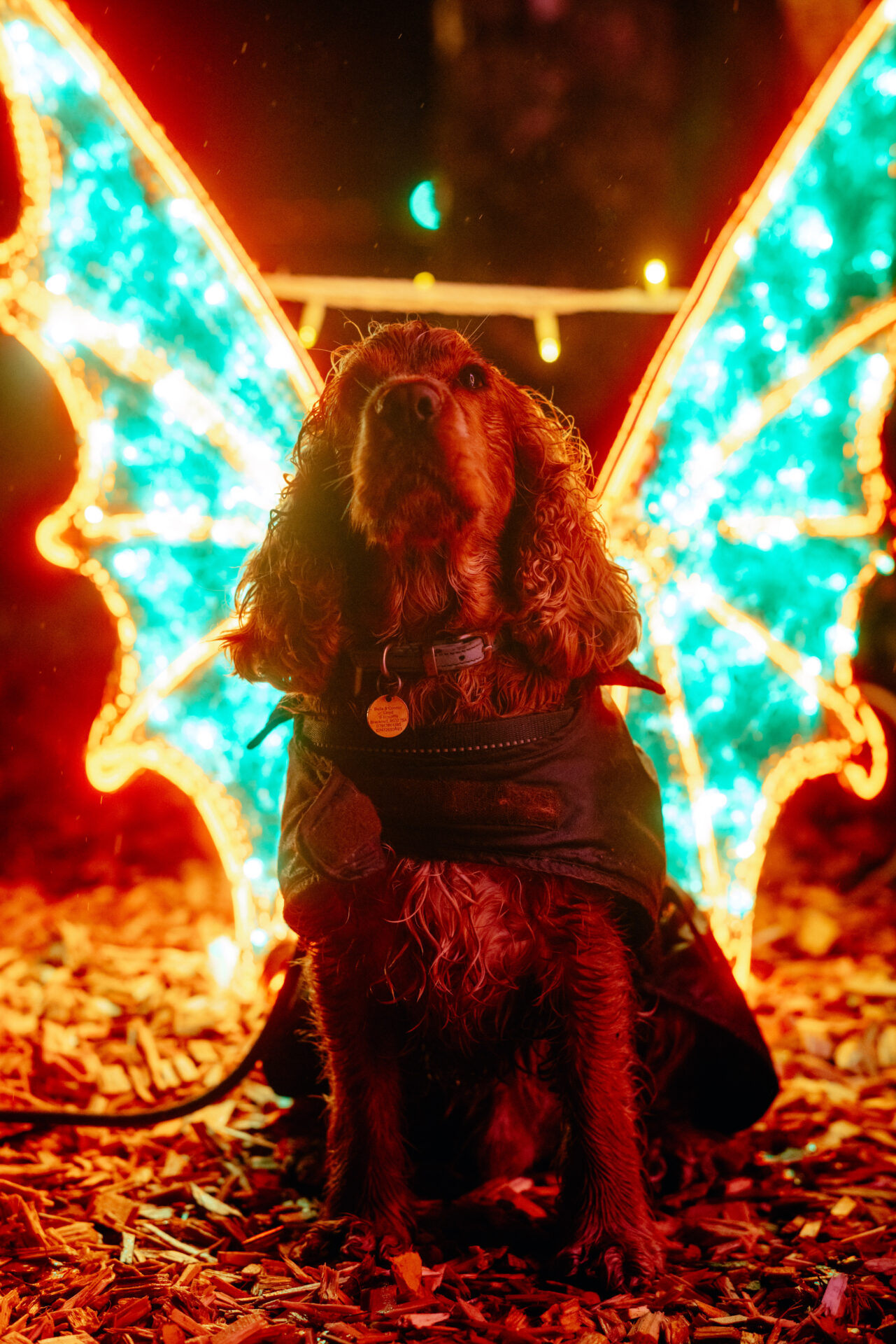 An image of a cocker spaniel at night sitting in front of a colourful light installation depicting butterfly-like wings. The photo is angled such that it appears the wings are the dog's.
