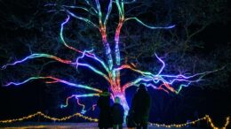 An image of a family at night time admiring a tree with colourful light rays running along its trunk and branches.